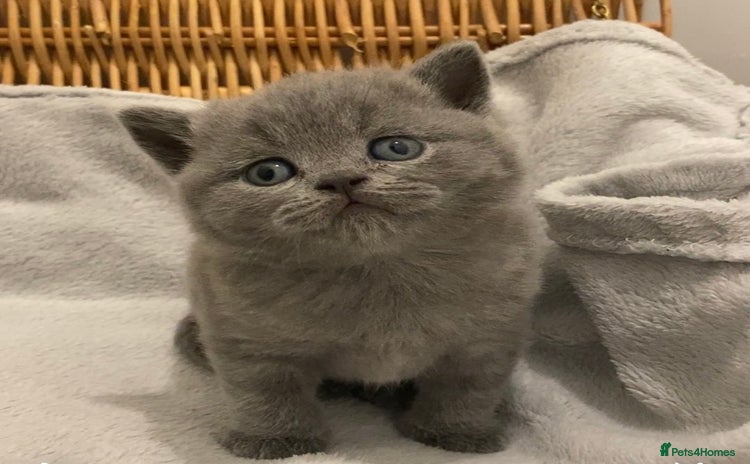 British Shorthair cats - Advert 8