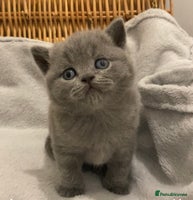 British Shorthair cats - Advert 3