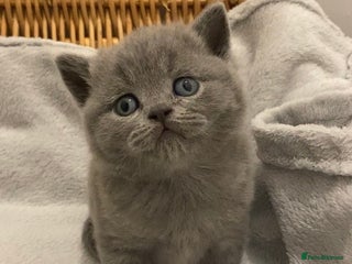 British Shorthair cats - Advert 16