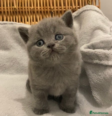 British Shorthair cats - Advert 13