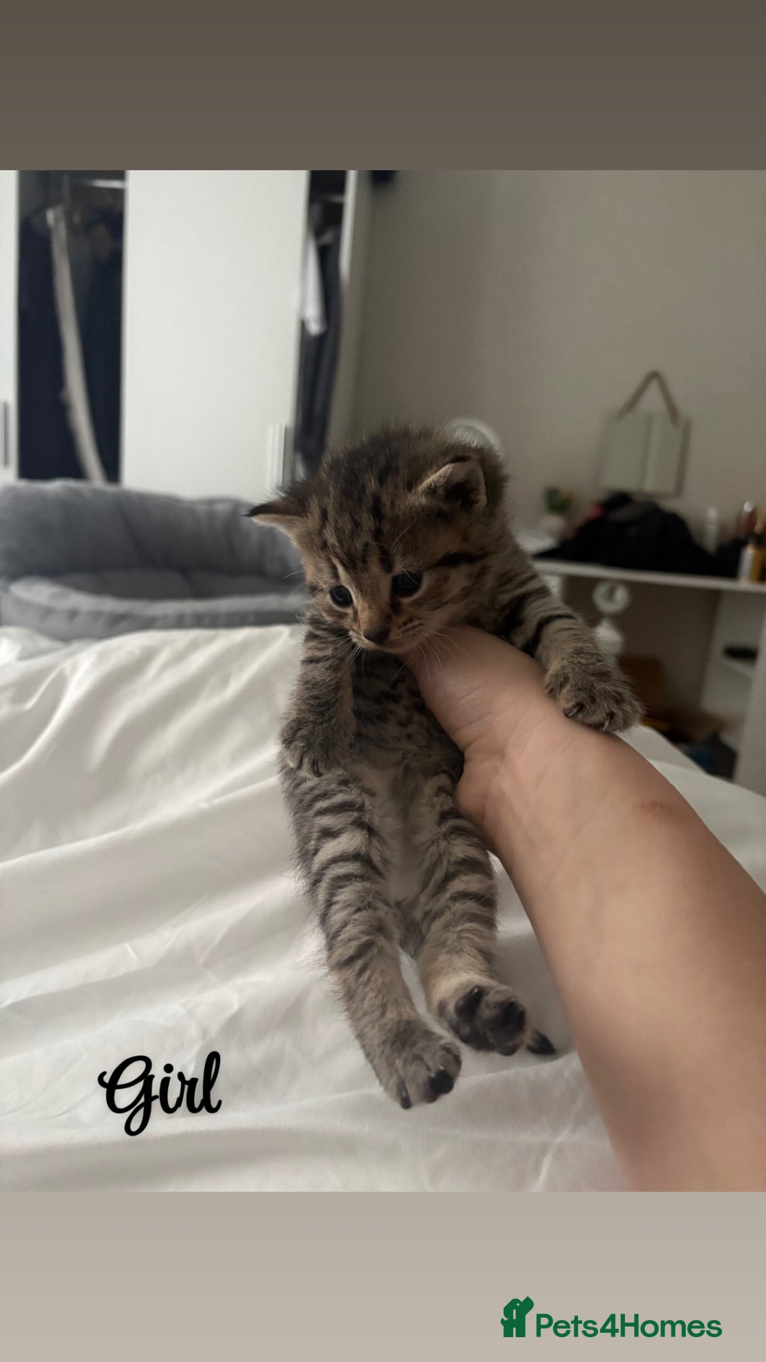 Siberian cats for sale: Beautiful British short hair x kittens  - Advert 7