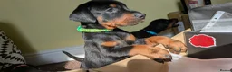 Dobermann dogs for sale: Ready for new homes today!Vaccination✅ microchip✅ - Advert 25