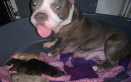 Mixed Breed dogs for sale: Staffies X pocket bully’s  - Image 12
