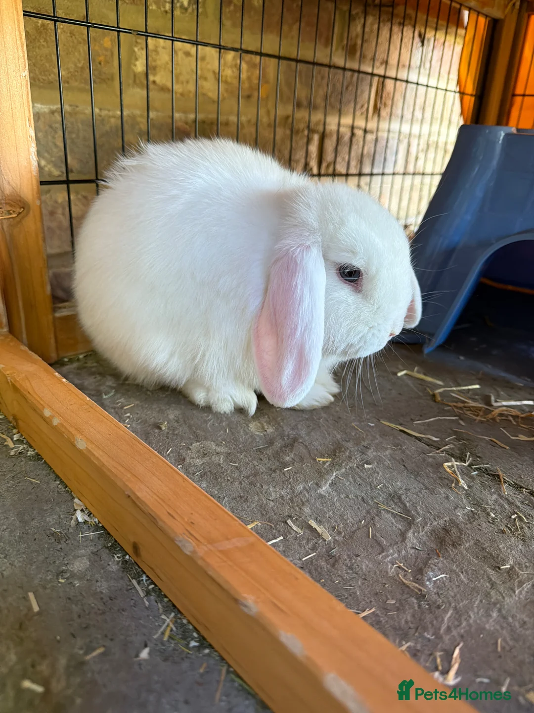 Mini Lop rabbits for sale: Mini Lop Rabbits  - Advert 2