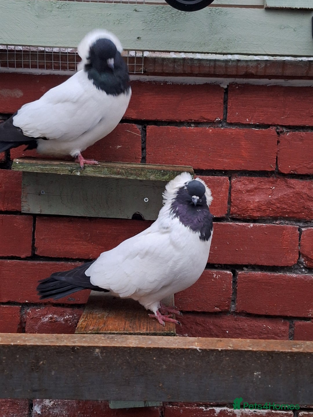 Conures birds for sale: King Madonna Pigeon for sale - Advert 14