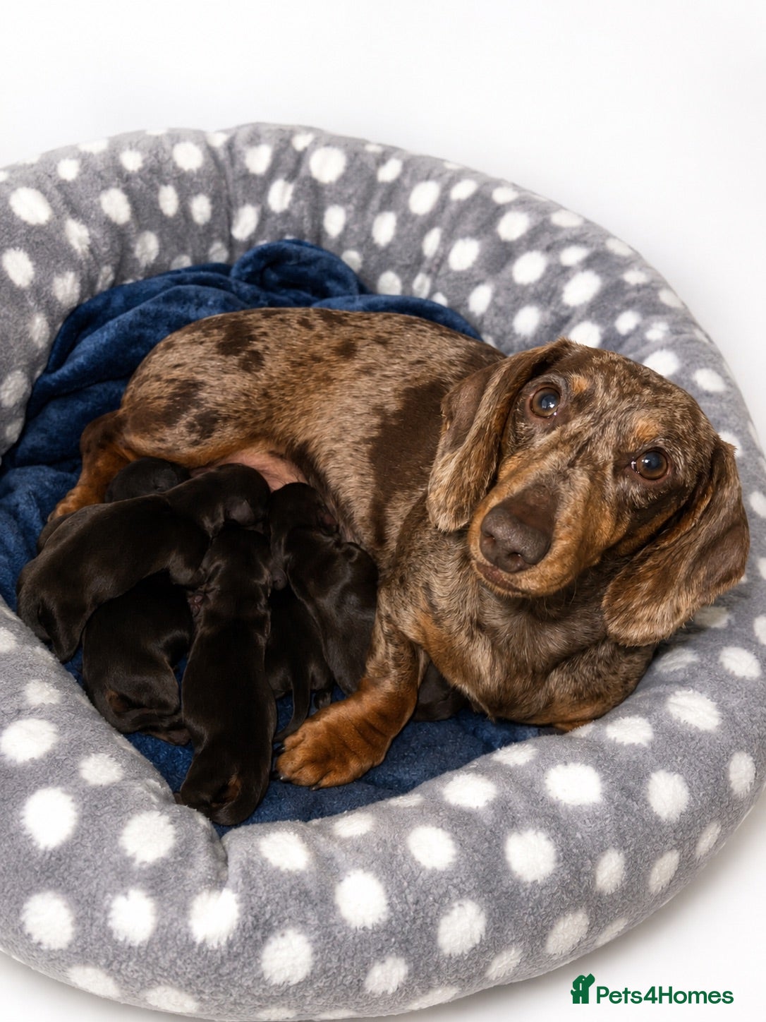 Miniature Dachshund dogs 6 chocolate dachshunds  - Advert 5