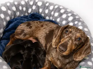 Miniature Dachshund dogs 6 chocolate and tan dachshunds - Advert 1