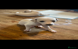 Mixed Breed dogs for sale: adorable Lurcher puppies - Image 22