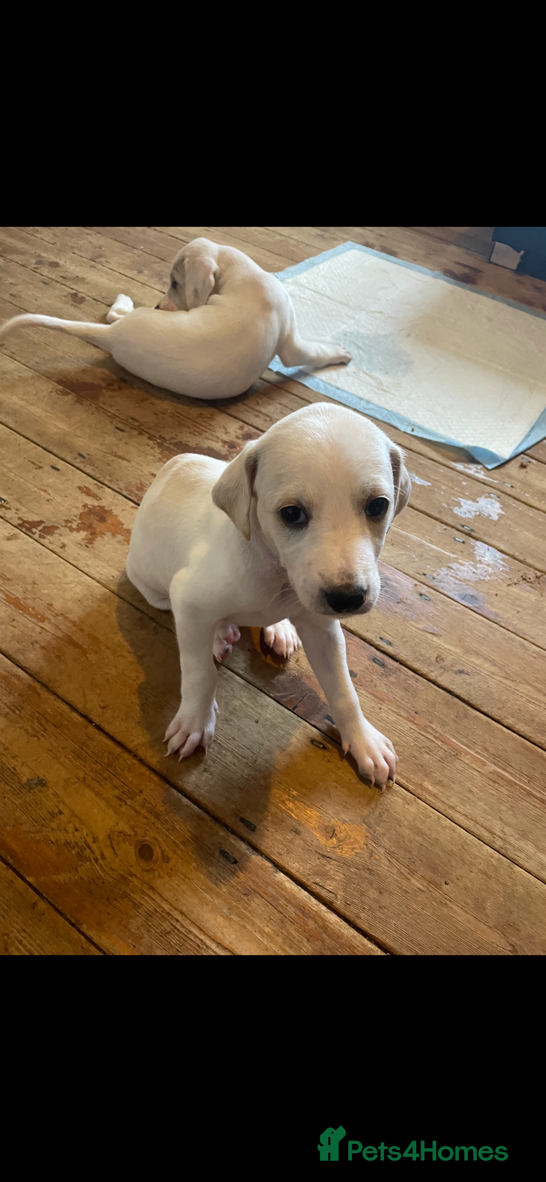 Mixed Breed dogs for sale: adorable Lurcher puppies - Image 22