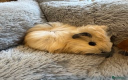 Guinea Pig rodents for sale: Baby guinea pigs girls and boys available - Image 2