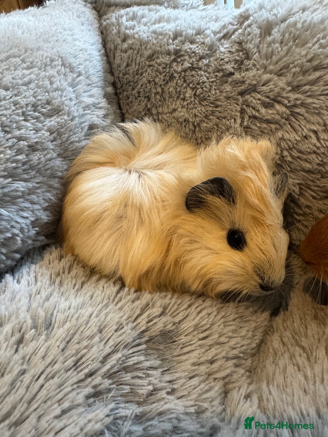 Guinea Pig rodents for sale: Baby guinea pigs girls and boys available - Image 2