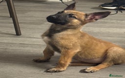 Belgian Shepherd Dog dogs for sale: Beautiful 8-Month-Old Belgian Malinois – “Cali” - Advert 4
