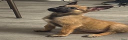 Belgian Shepherd Dog dogs for sale: Beautiful 8-Month-Old Belgian Malinois – “Cali” - Advert 4