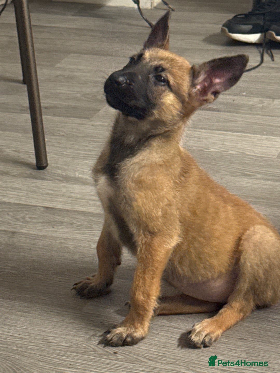 Belgian Shepherd Dog dogs for sale: Beautiful 8-Month-Old Belgian Malinois – “Cali” - Advert 4