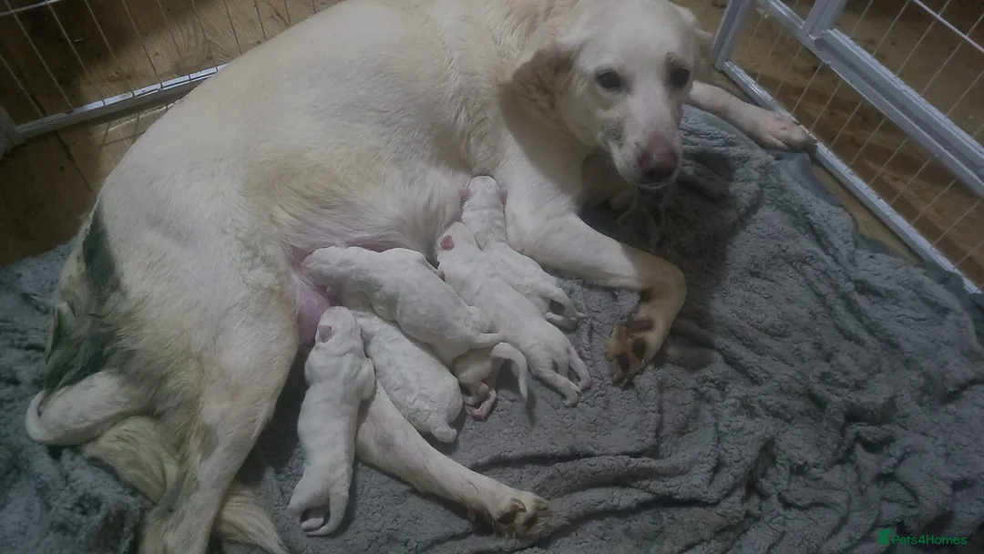 Mixed Breed dogs for sale: Golden shepherd - Advert 21