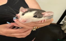 Rat rodents for sale: Beautiful Dumbo baby rats  - Image 2