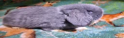 Mini Lop rabbits for sale: Baby Mini Lops - Advert 38