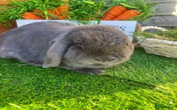 Mini Lop rabbits for sale: Mini lops  - Advert 19