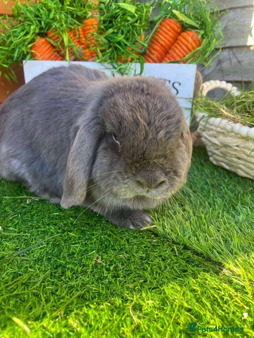 Mini Lop rabbits for sale: Mini lops  - Advert 19