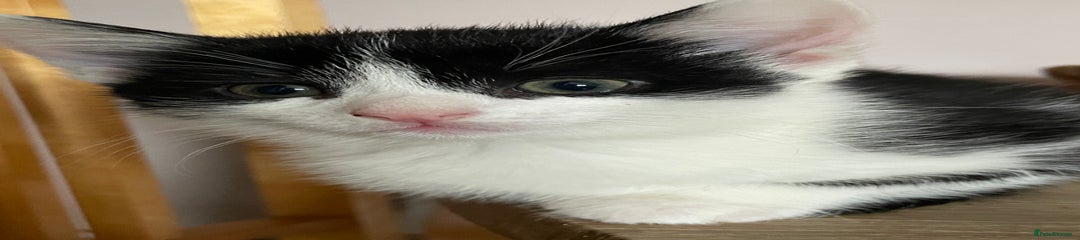 Mixed Breed Charcoal & White Kitten 4