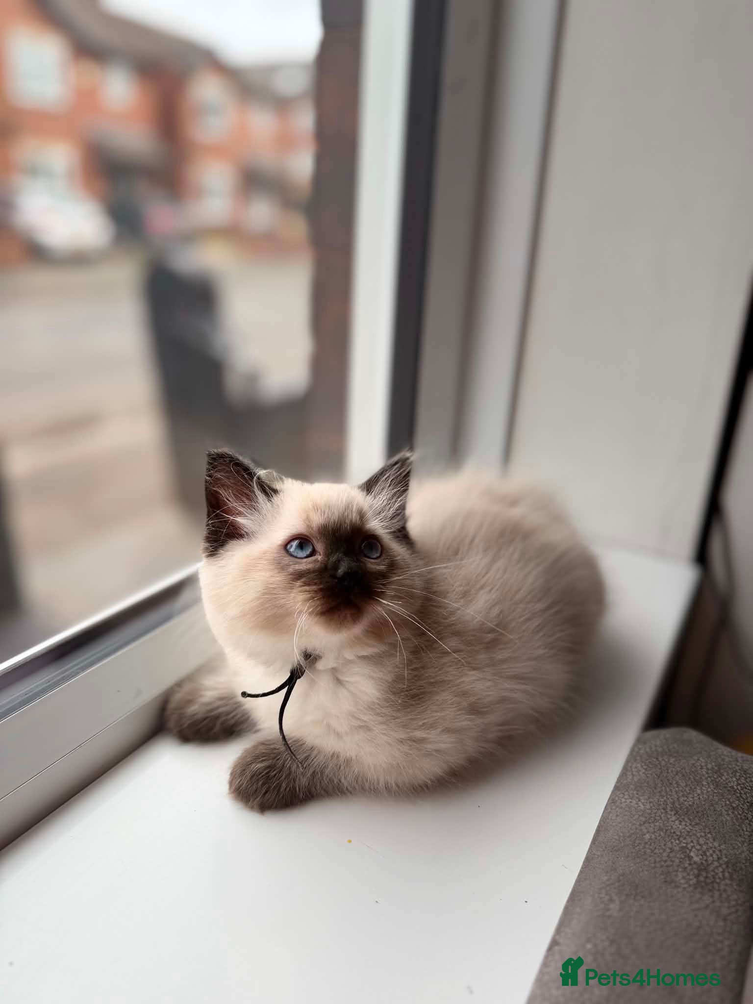 Ragdoll cats for sale: READY NOW RAGDOLL KITTENS  - Advert 16
