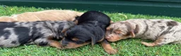 Cockapoo dogs for sale: Stunning Toy Cockapoo pups - Advert 7