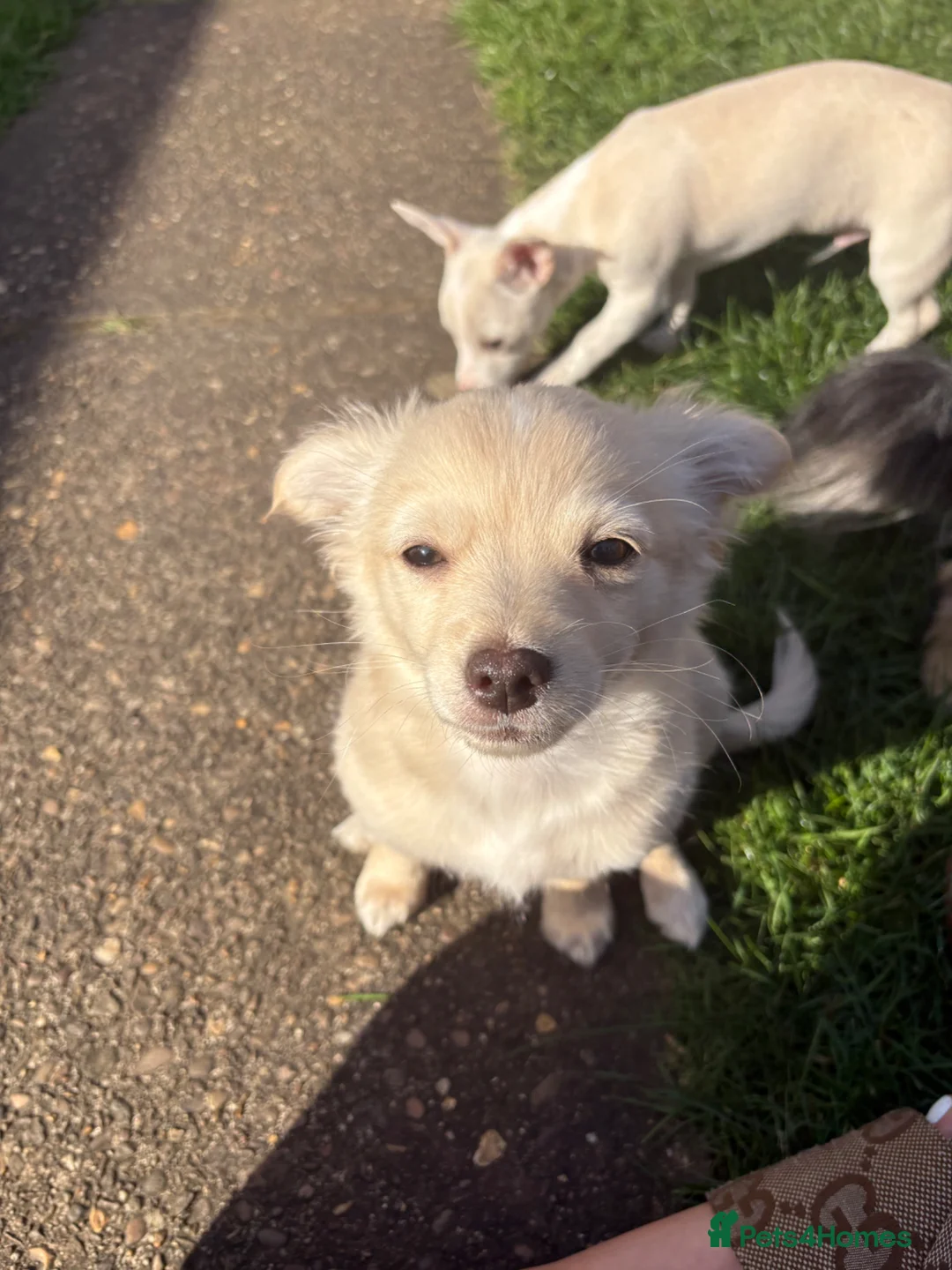 Chihuahua dogs for sale: Long haired golden chihuahua  - Advert 4