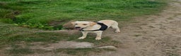 Labrador Retriever dogs for stud: Proven KC Reg, Healthy Friendly Labrador for Stud - Advert 2