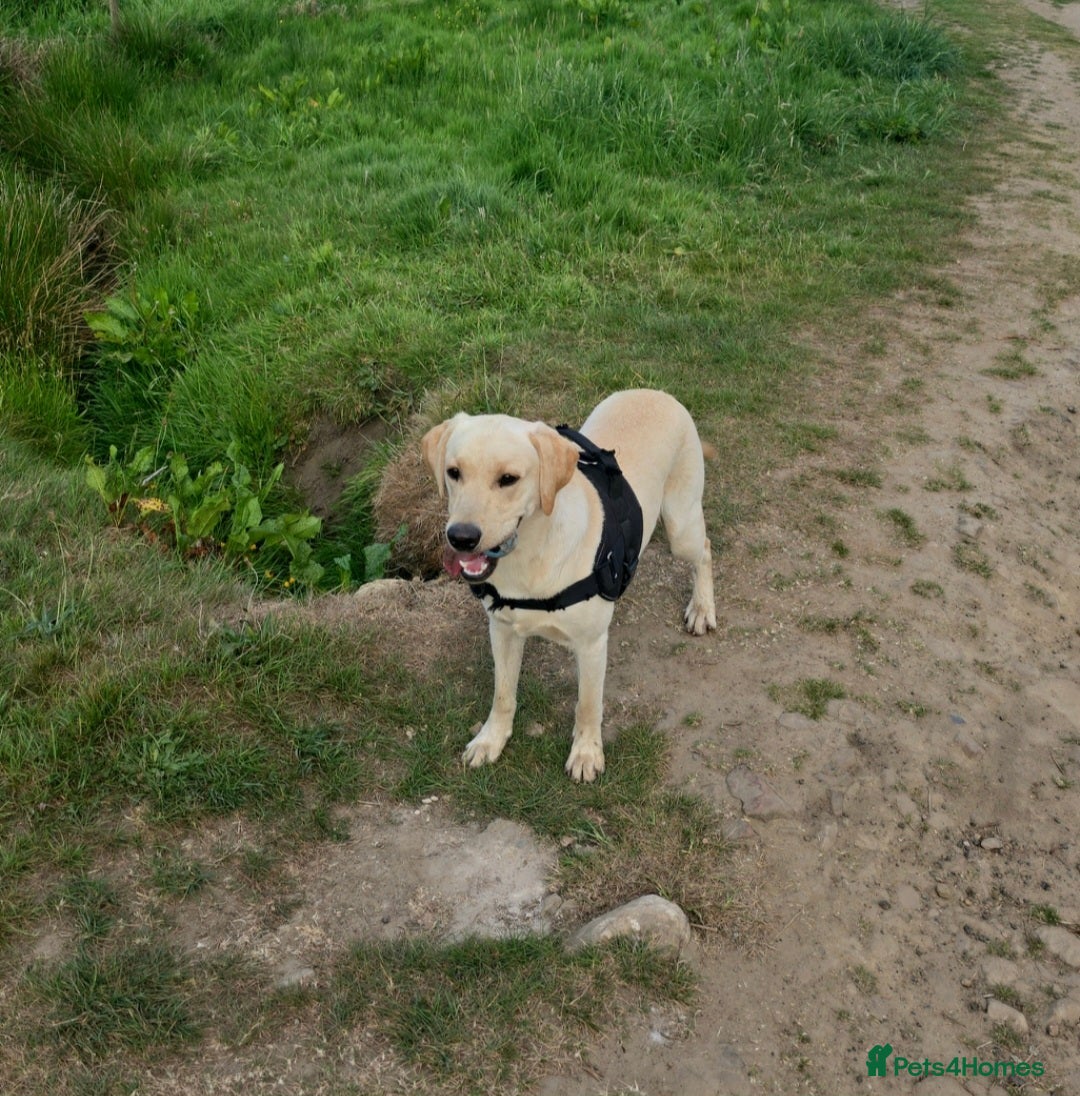 Labrador Retriever dogs for stud: Proven KC Reg, Healthy Friendly Labrador for Stud - Advert 2