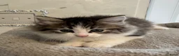 Ragdoll cats for sale: Beautiful Ragdoll kittens - Advert 13