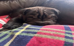 Shar Pei dogs for sale: 2 females 3 males Shar pei pups - Image 40