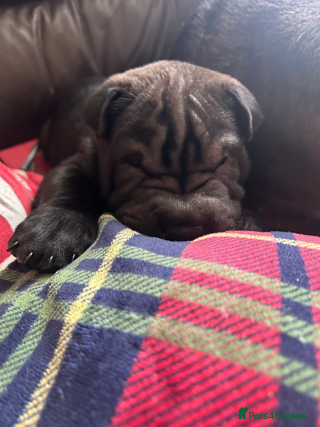 Shar Pei dogs for sale: 2 females 3 males Shar pei pups - Image 40