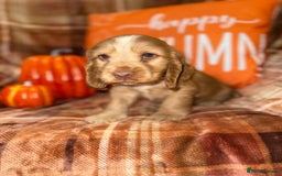 Cocker Spaniel dogs for sale: 🧡💛❤️Stunning KC Show Cocker Spaniels❤️🩷🧡 - Image 21