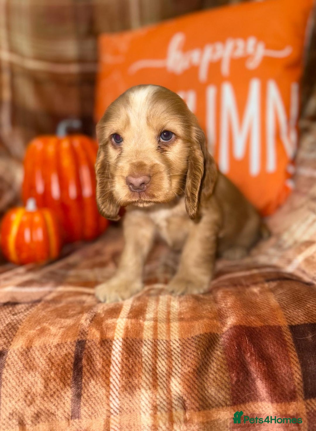 Cocker Spaniel dogs for sale: 🧡💛❤️Stunning KC Show Cocker Spaniels❤️🩷🧡 - Image 21