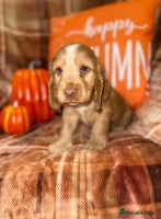 Cocker Spaniel dogs - Advert 12