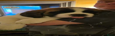 Saint Bernard Puppy 1