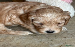 Cockapoo dogs for sale: F1 Cockapoo Puppies 5⭐️⭐️⭐️⭐️⭐️ Breeder - Image 8