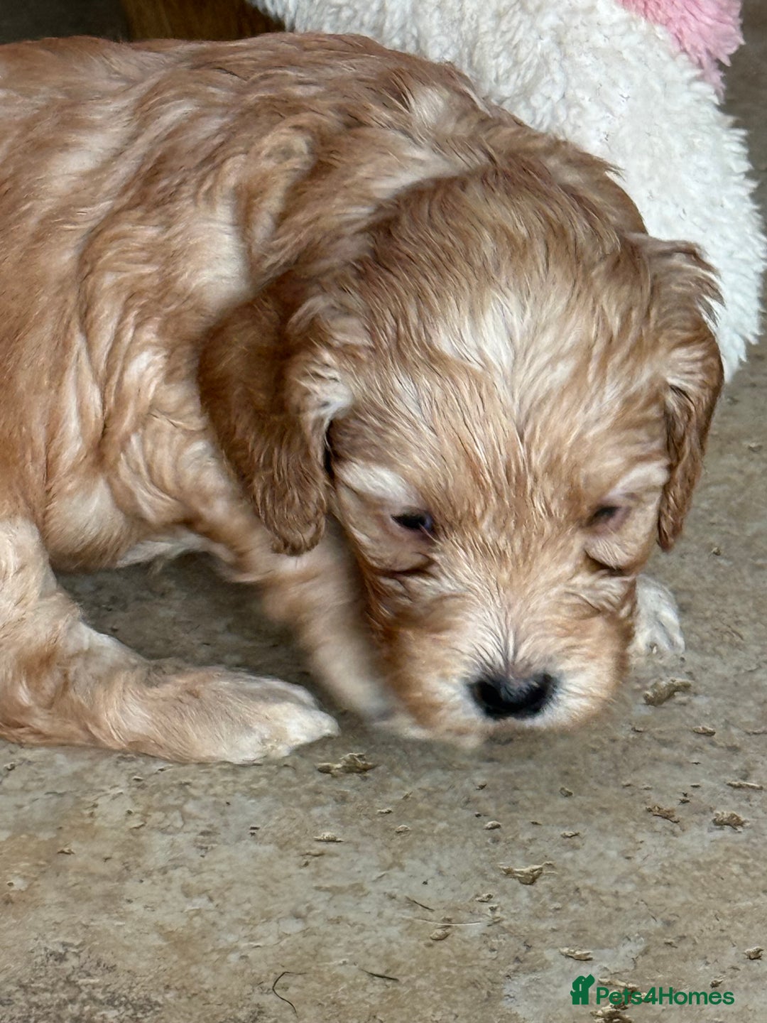 Cockapoo dogs for sale: F1 Cockapoo Puppies 5⭐️⭐️⭐️⭐️⭐️ Breeder - Image 8