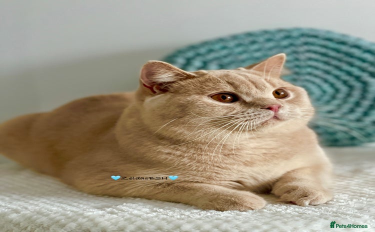 British Shorthair cats in Plymouth - Advert 4