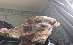 Cockapoo dogs for sale: F1b cockapoos ONLY 1 boy left READY NOW - Image 10