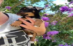 Jack Russell dogs for sale: 1 little boy left - Miniature Jack Russell’s  - Image 1