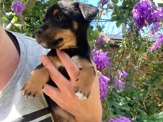 Jack Russell dogs - Advert 26