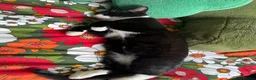 Mixed Breed cats for sale: BatCat  - Advert 7