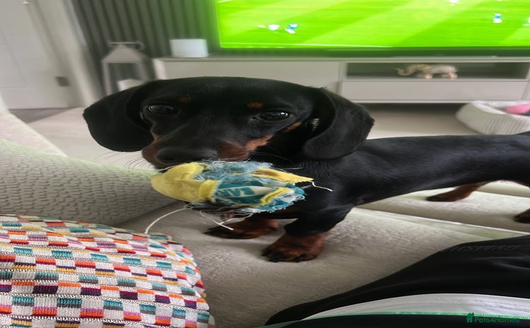 Miniature Dachshund dogs - Advert 6