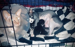 Sphynx cats for sale: Sphynx cross BSH kitten - Image 5