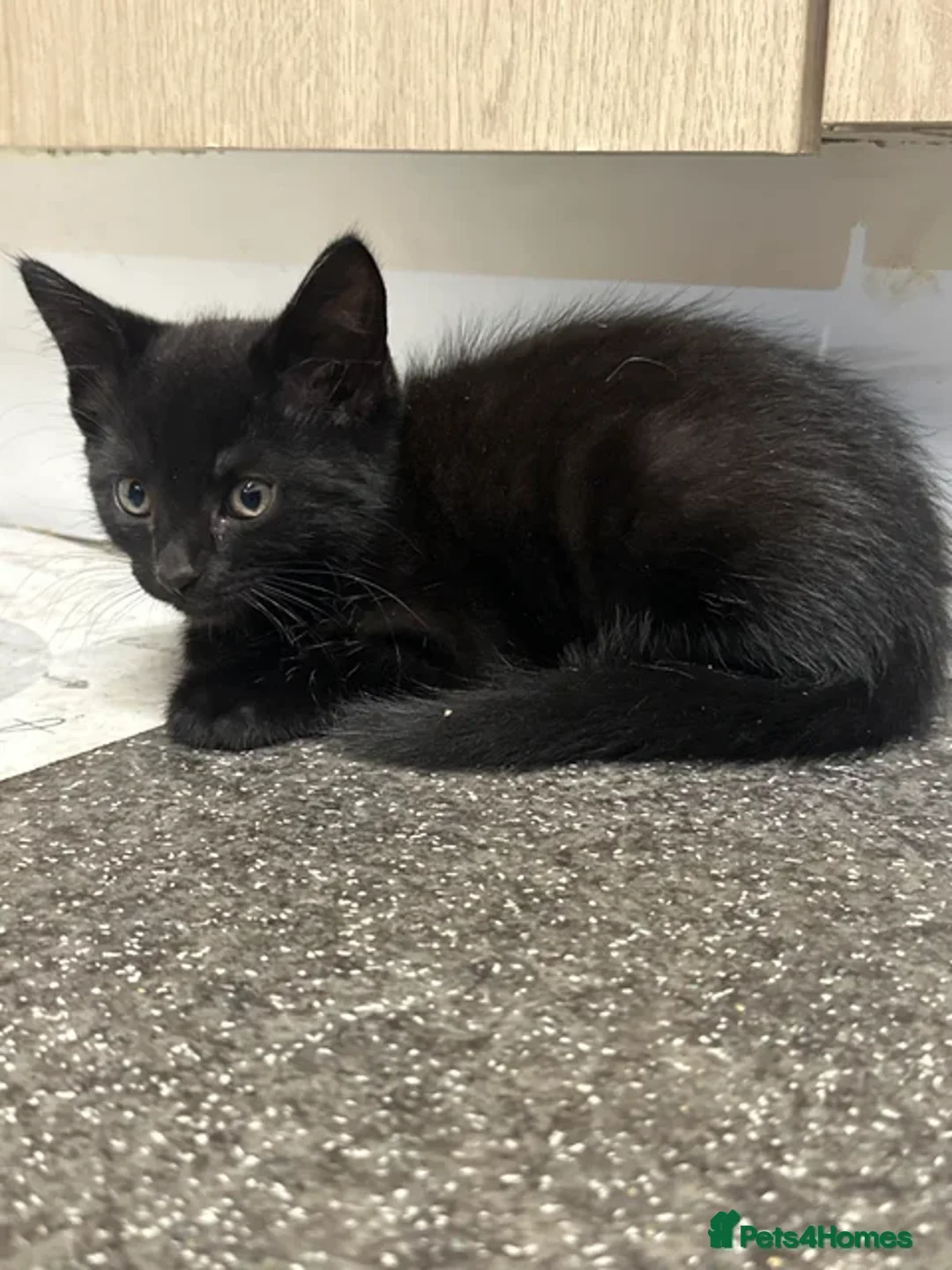 British Shorthair cats for sale: Kittens black/white  - Image 6
