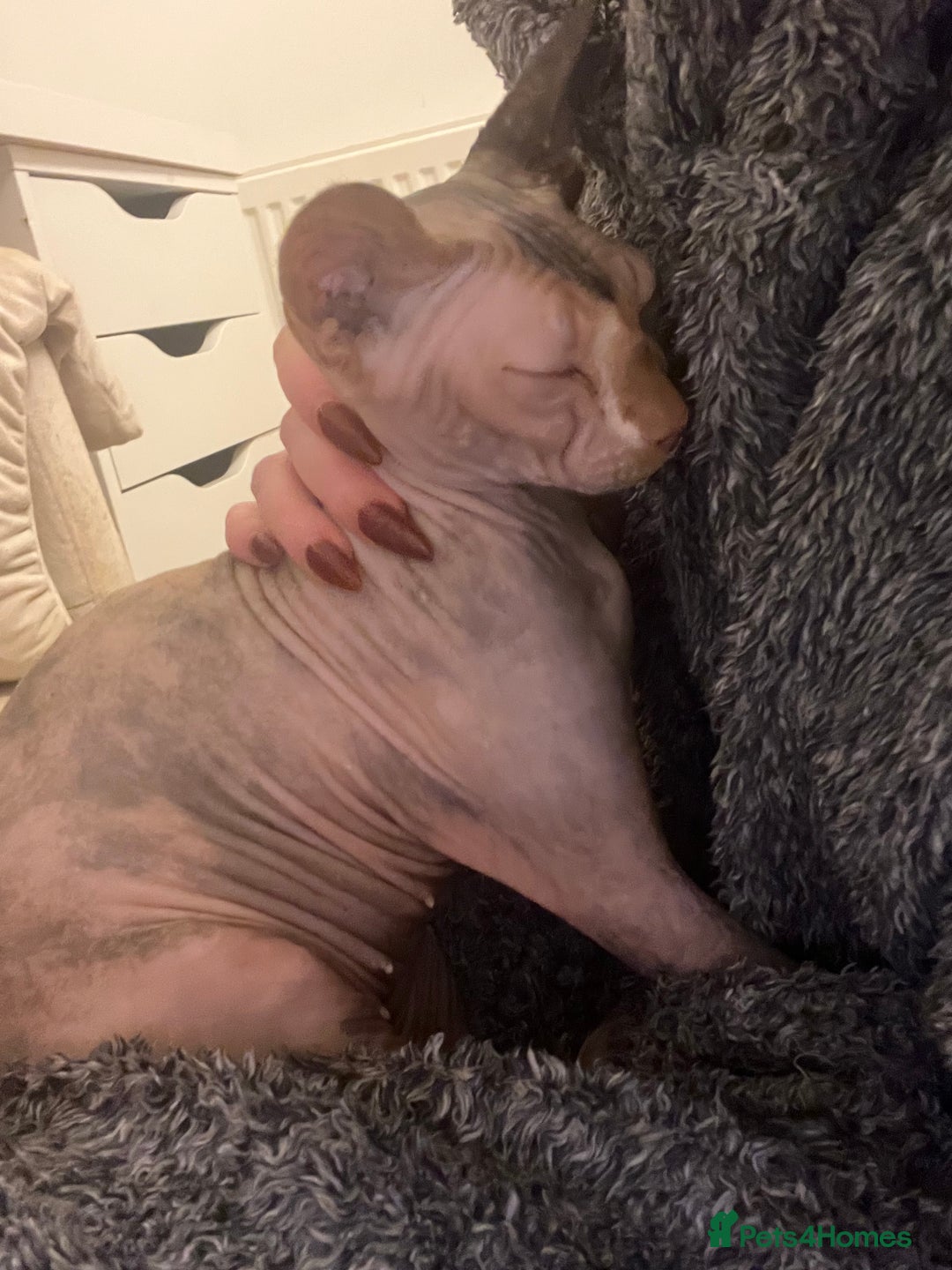 Sphynx cats for sale: SPHYNX CAT - Advert 2