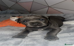 Mixed Breed dogs for sale: staffordshire Bull terrier puppy  - Image 7