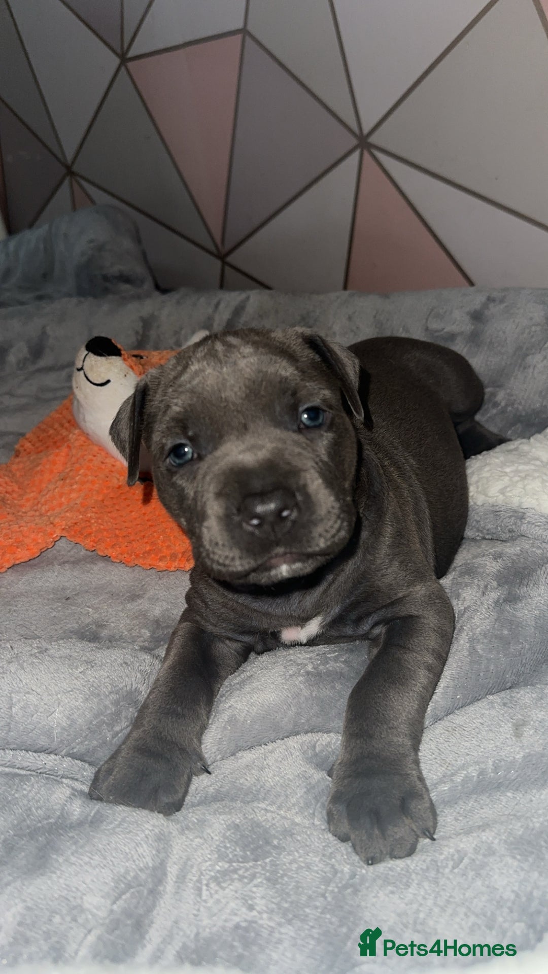 Mixed Breed dogs for sale: staffordshire Bull terrier puppy  - Image 7