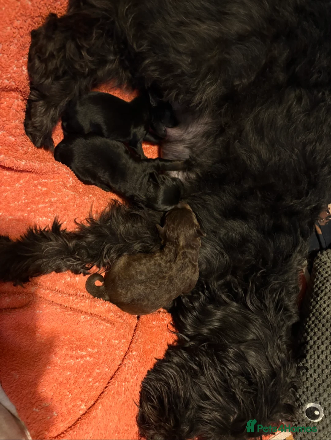 Schnoodle dogs for stud: RARE coloured mini schnoodle - Stud  - Advert 21